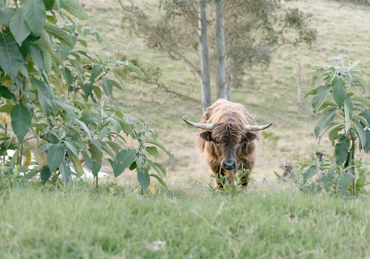 The Farm @KC - Renovated Farmstay on 60 Acres, 10 mins from Mapleton. - Alora Holiday Homes